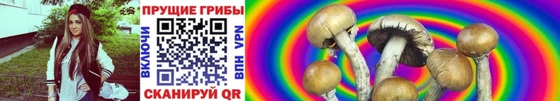 Галлюциногенные грибы Psilocybine cubensis  blacksprut tor  Балабаново  магазин продажи  